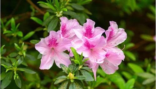 國產(chǎn)杜鵑如何養(yǎng)護視頻,視頻教程詳解