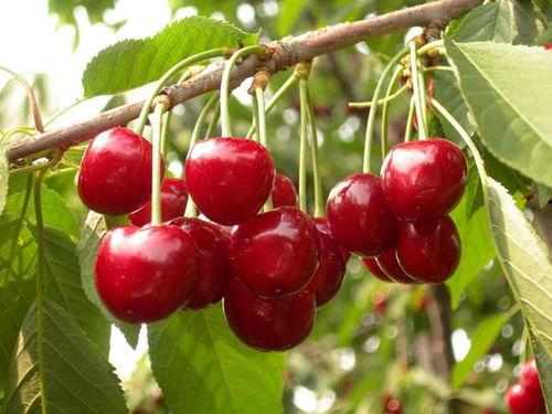 國(guó)產(chǎn)櫻桃冬季修剪視頻大全